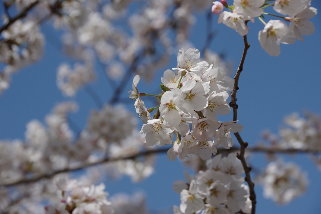 烏帽子山千本桜-3