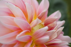 秋田のダリア‐2017新作5