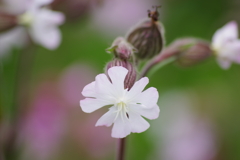 花散歩‐袋撫子4