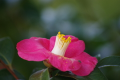 春の陽気の花散歩‐椿