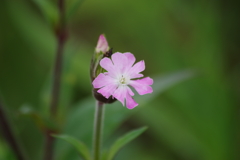 花散歩‐フクロナデシコ