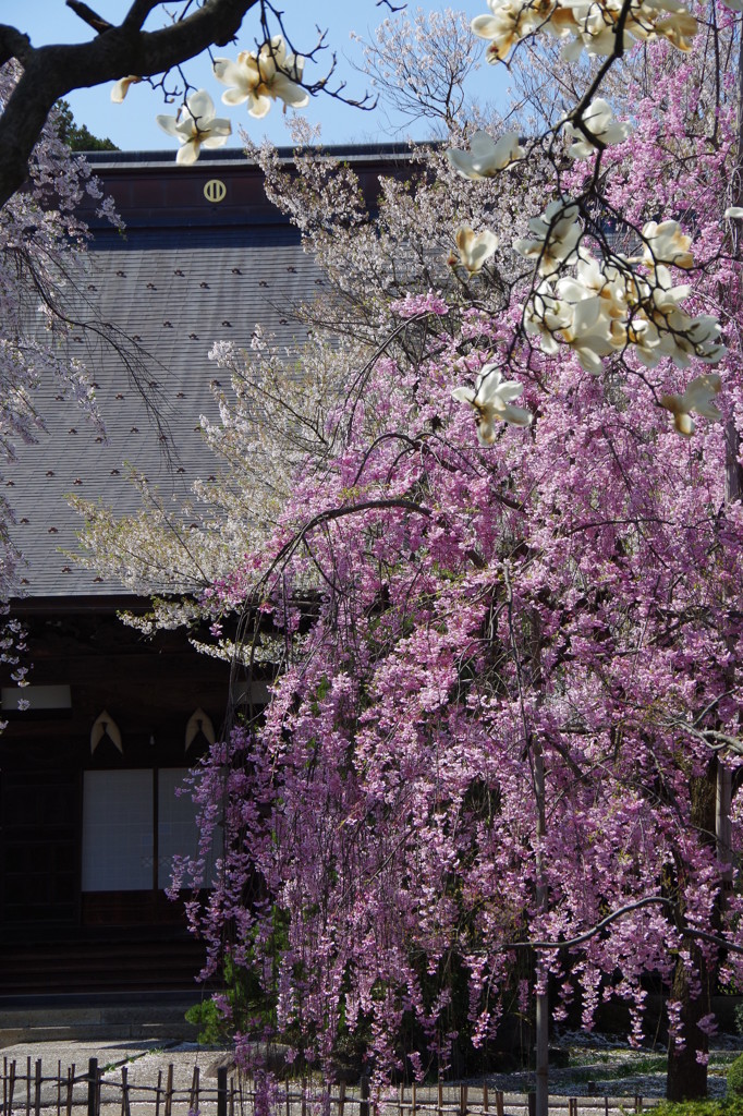 花に包まれて