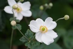 花散歩‐秋明菊
