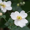 花散歩‐秋明菊