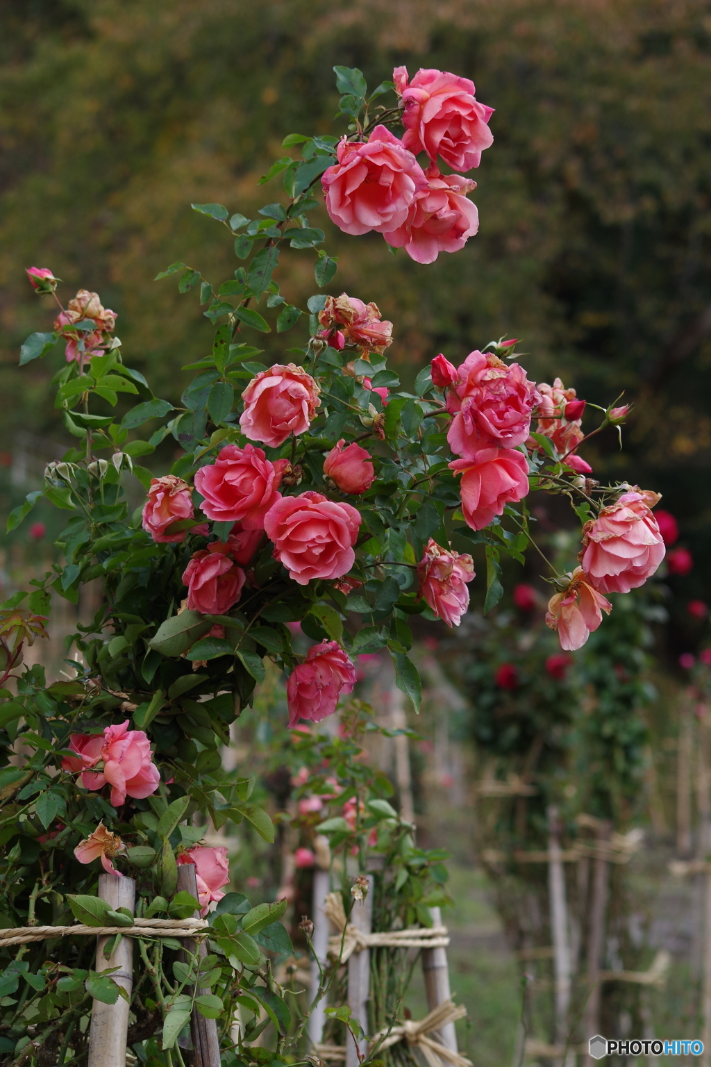 冬支度の花束