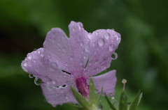 雨の日の日本桜草-4