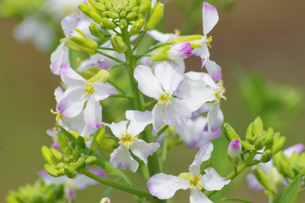 春を待つ心‐大根