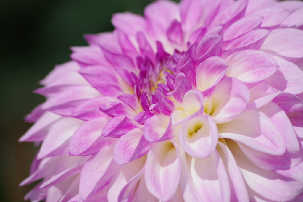 新作ダリア・19-526