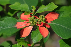 ダリヤ園の花たち‐サマーポインセチア