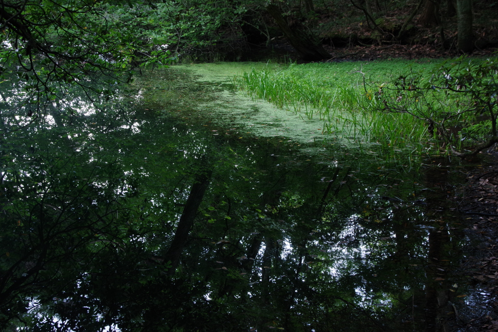 早朝の丸池様の緑
