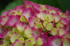 花散歩-赤途中の紫陽花
