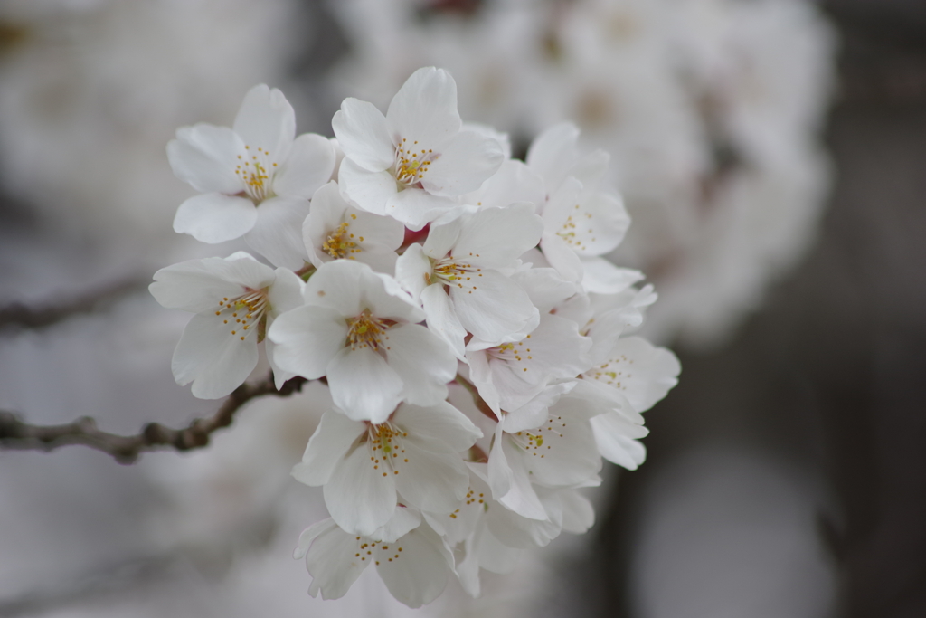 白い桜