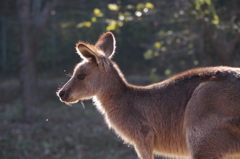 オオカンガルー2