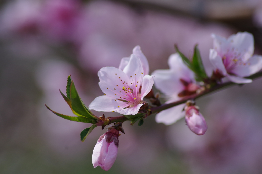 果樹の花-桃2