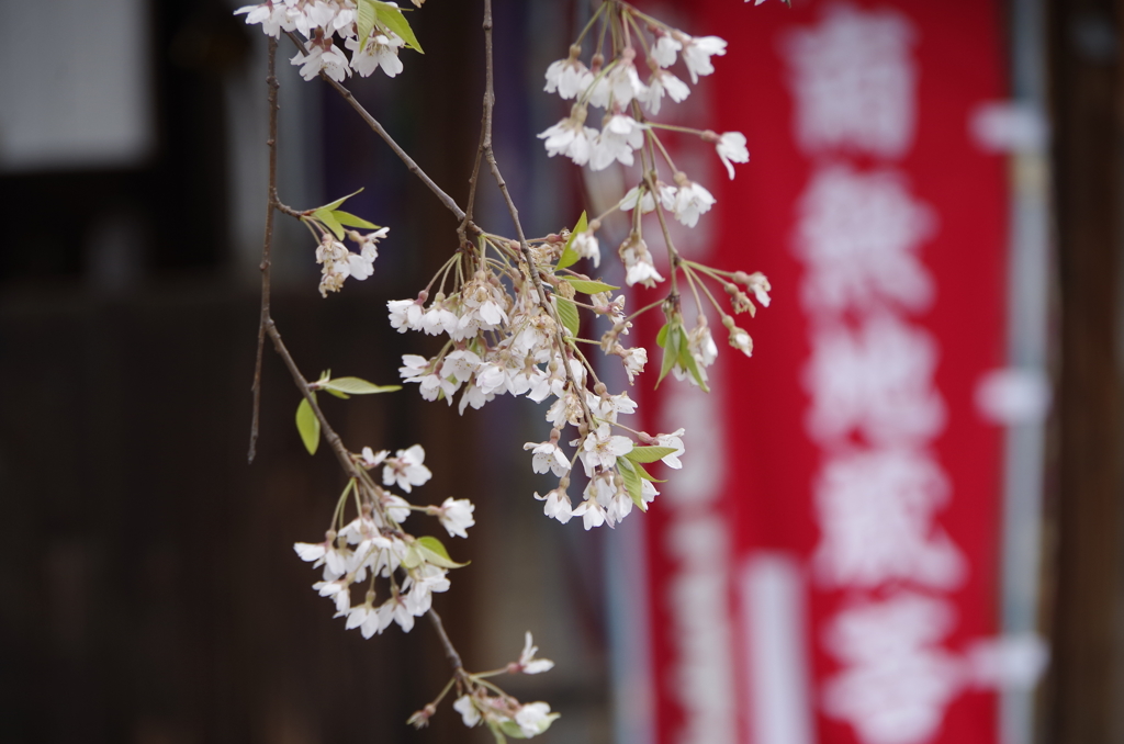 光禅寺の桜-3