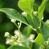 花散歩‐普通のマサキの蕾