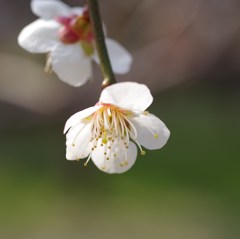 霞城の梅-白梅6
