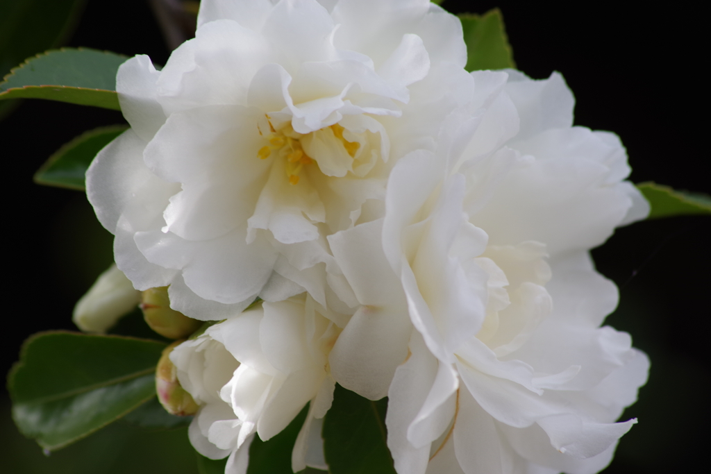 花散歩-純白の山茶花