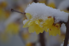蝋梅に雪‐春はまだまだ遠い-4
