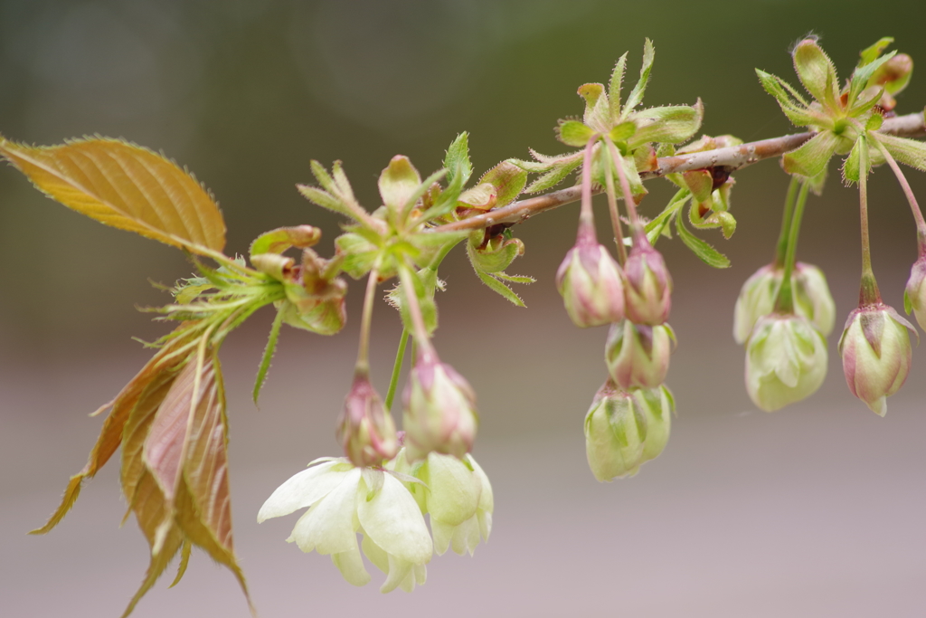 霞城公園の桜-1