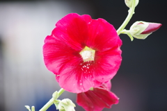 花散歩-赤い立葵