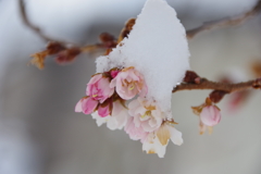 雪中十月桜-1