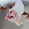 雪中十月桜-1