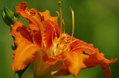 ヤブカンゾウ-1