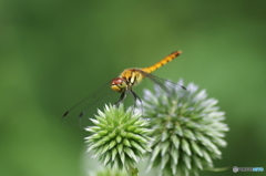 ルリタマアザミの上のトンボ