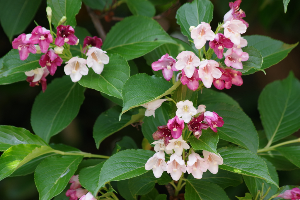 花散歩‐箱根空木