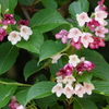 花散歩‐箱根空木