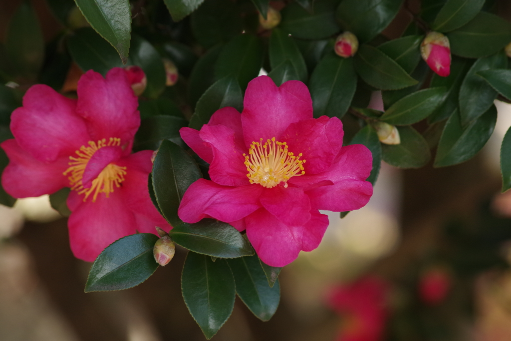 山茶花3