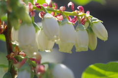 ブルーベリーの花-1