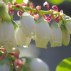 ブルーベリーの花-1