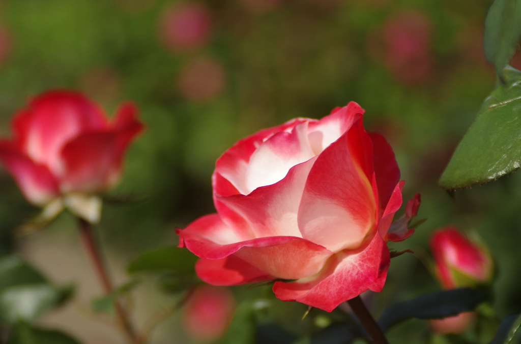 六月の薔薇‐ノスタルジー
