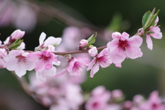 花散歩-実桃の花
