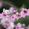 花散歩-実桃の花