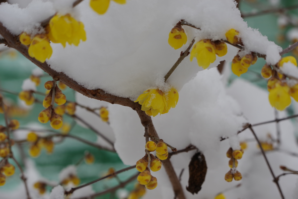 雪中蝋梅-1