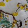 雪中蝋梅-1