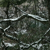 丸池様-雪の朝5