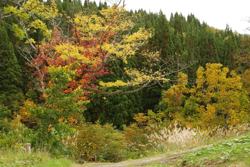 地蔵池の紅葉