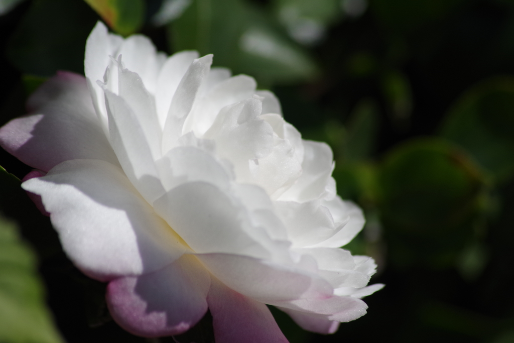 寒風に咲く-山茶花9