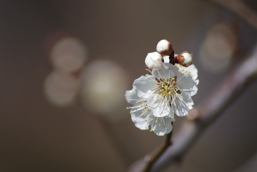 霞城の白梅-2