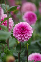 ピンクマカロン