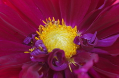 秋田のダリア‐蕊の魅惑8