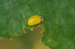幸せの黄色のテントウムシ1