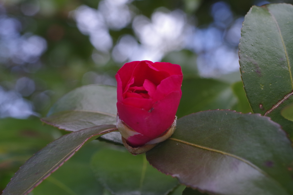 赤い山茶花-12