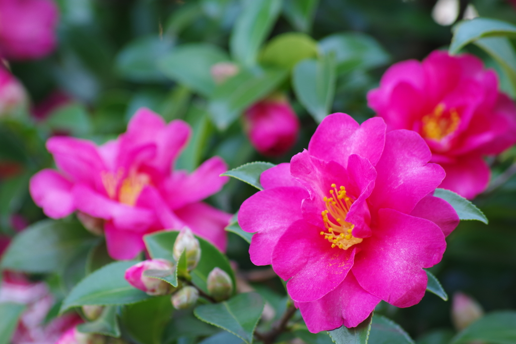 冬の華やぎ-山茶花咲く1