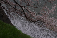 お堀の桜-17