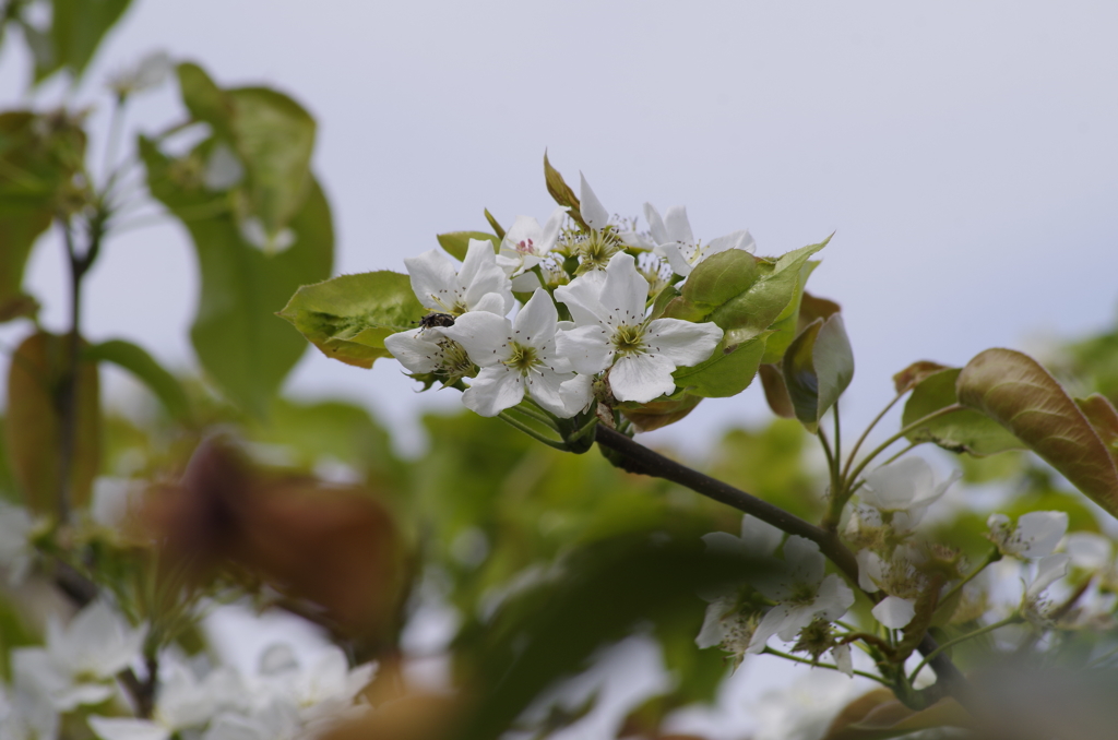 花散歩‐和梨